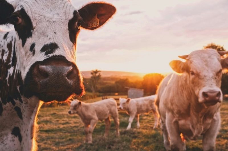 Израильский стартап BeeFree Agro выпустил дронов-пастухов с ИИ для выпаса скота